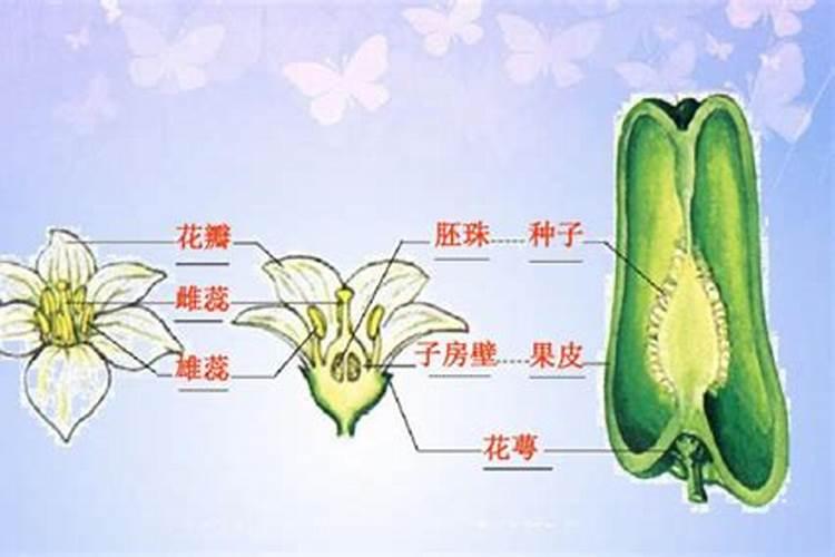 噻苯隆在葡萄上能和叶面肥一起用吗？