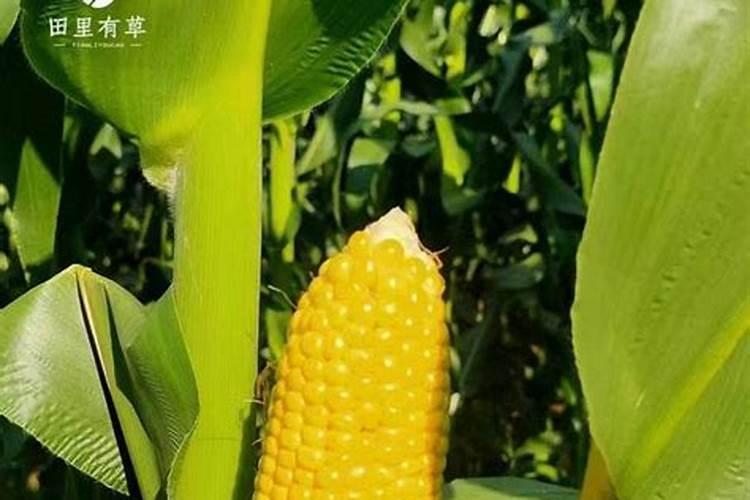 玉米控旺能加叶面肥吗