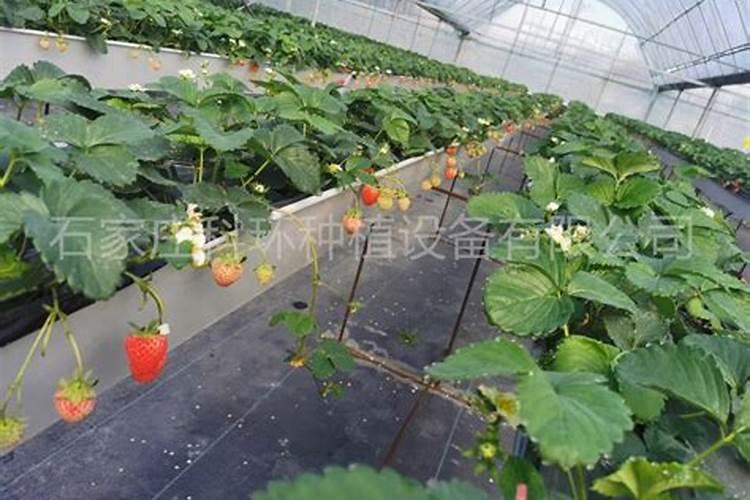 草莓用什么叶面肥