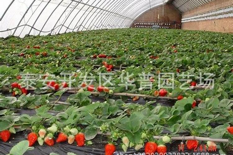 草莓生根壮苗的水溶肥有几种？