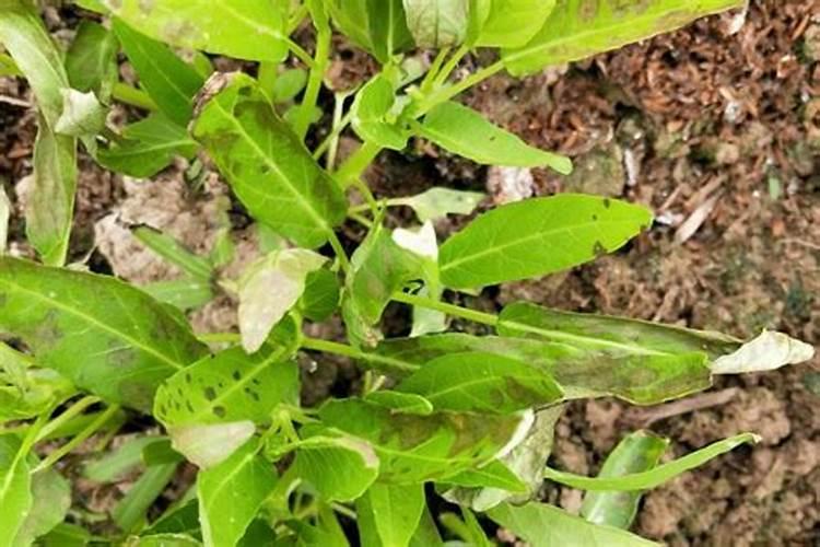 空心菜用什么肥料长得快