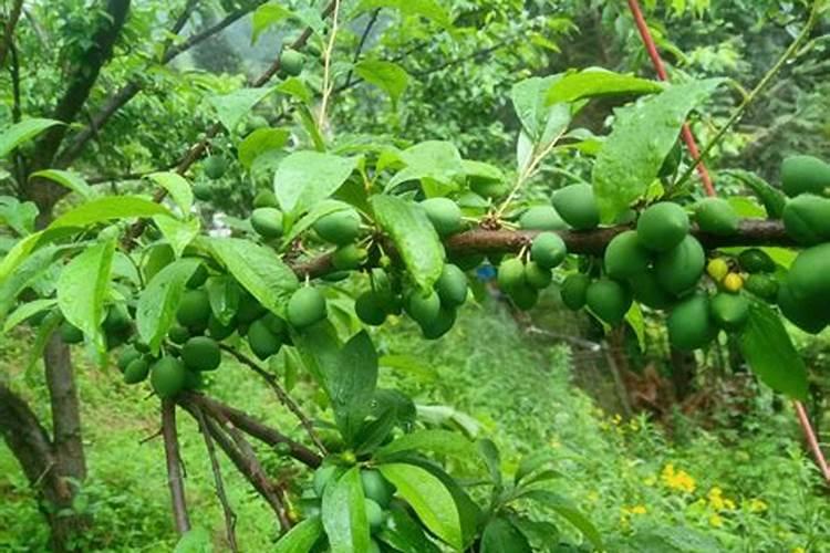 种植李子树,放什么肥料好能让李子甜脆