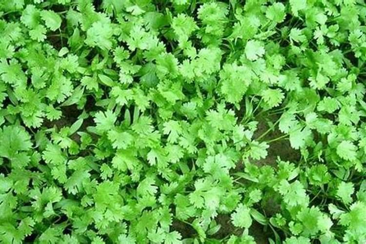 香菜种植施肥方法