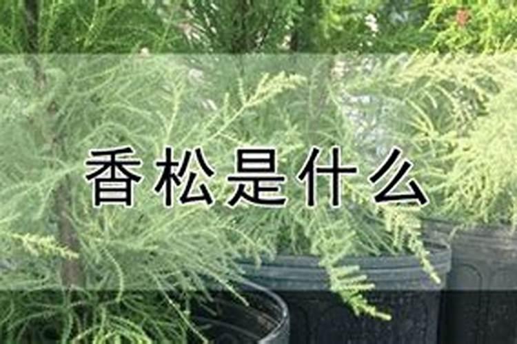 香松的叶子为什么干枯