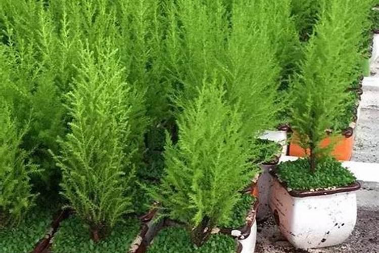 香松的叶子为什么干枯