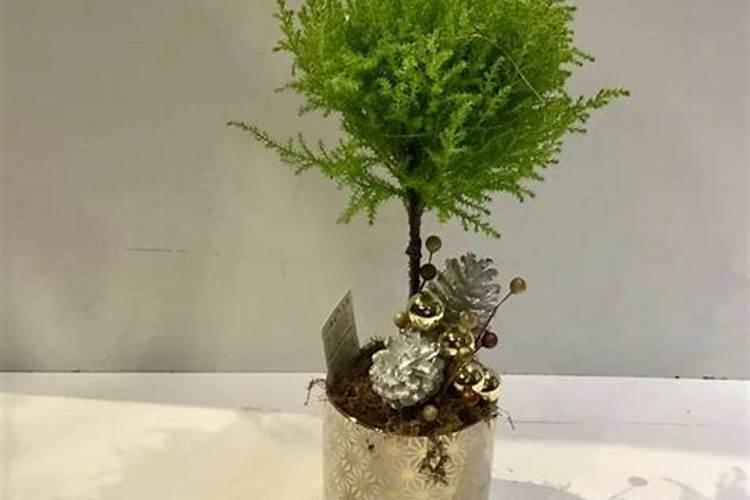 香松的叶子为什么干枯