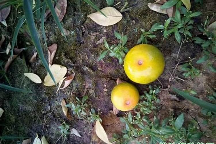 葡萄生理落果期可以滴肥料嘛？