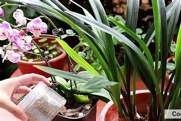 怎么给兰花施肥