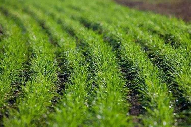 叶面肥的最佳使用方法 2013年我们该如何防范小麦病虫害