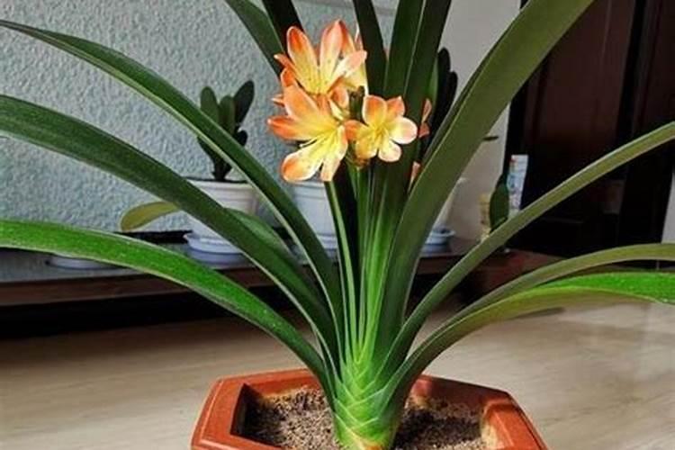 盆里撒点面渣渣,花吃了呼呼长,年年开爆盆!