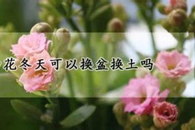 三伏天多肉有4怕,千万别做错,否则容易腐烂化水