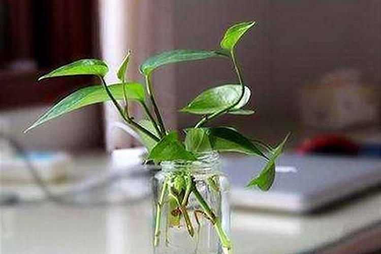 水培绿萝用什么肥料