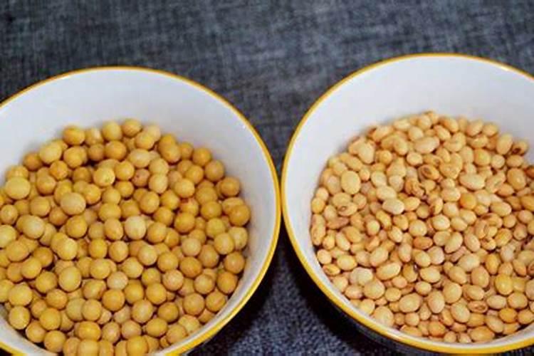 转基因大豆可沤肥种菜吗