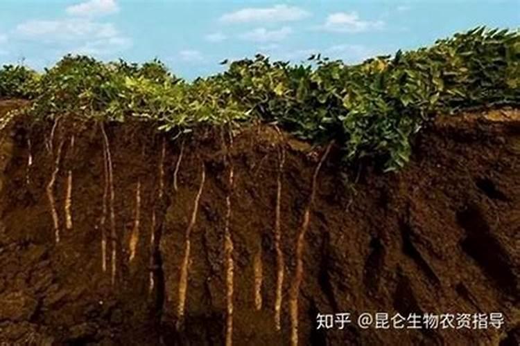甜菜什么时侯喷叶面肥
