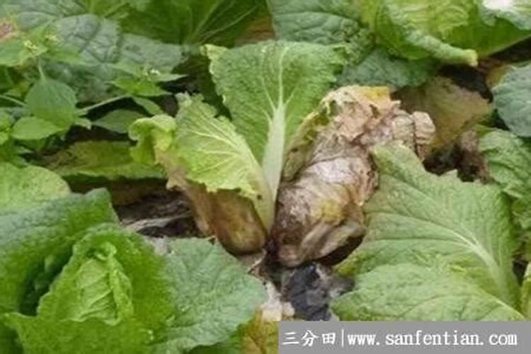 白菜烂根烂心怎样防治