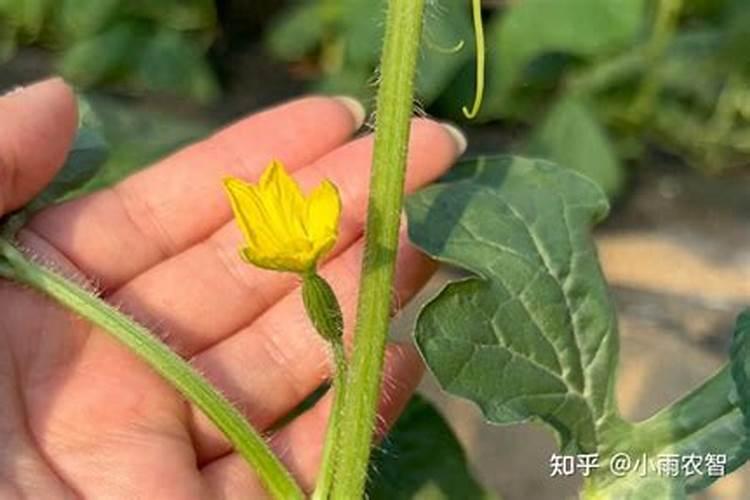 西瓜苗施加何种叶面肥较为理想