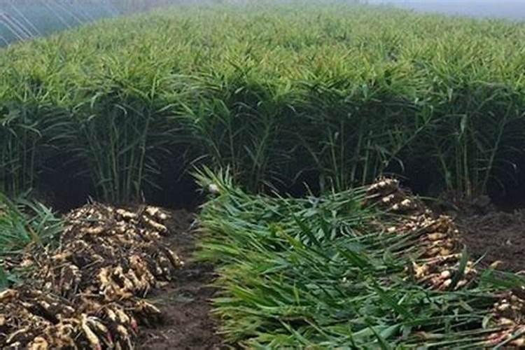 种花用什么肥料比较好