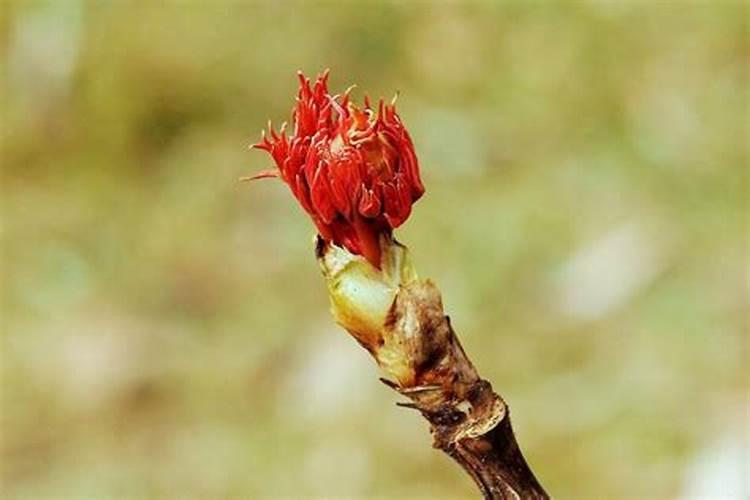牡丹花施什么肥料最好