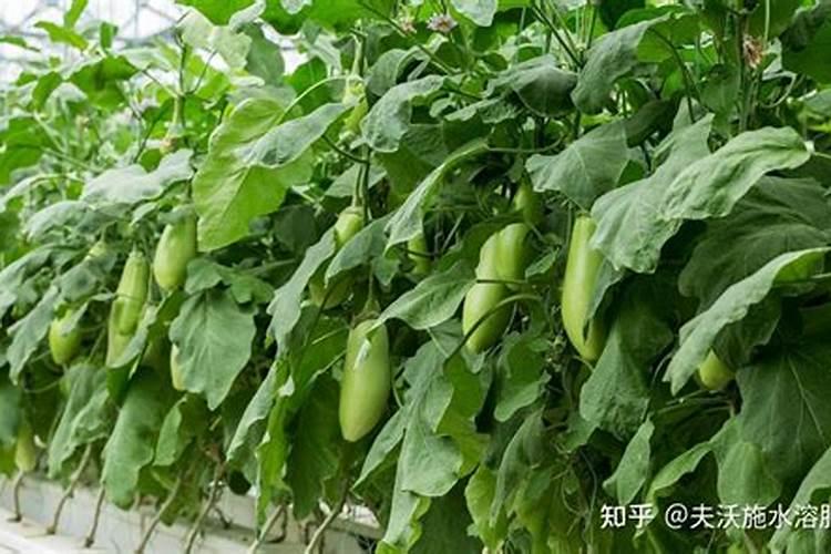 茄子最忌什么肥料和水施肥