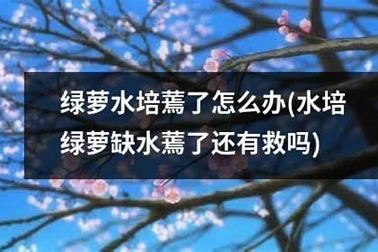 水培绿萝叶子发干发黄怎么办？