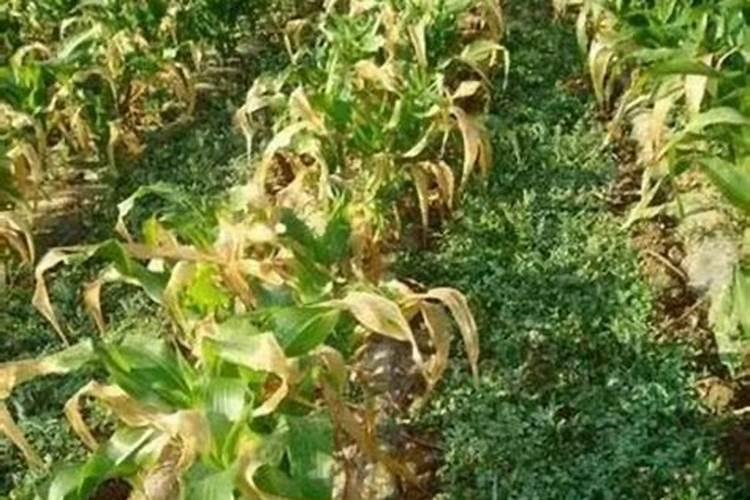 种玉米用什么肥料