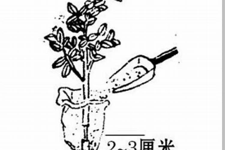 多肉植物施什么肥好