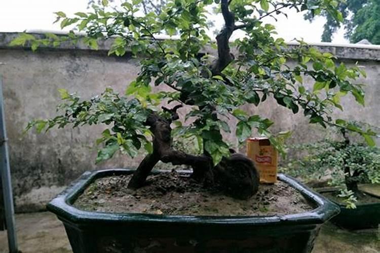 植物缺氮的症状,怎么办