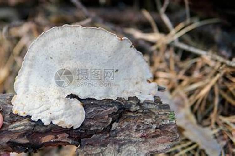 茯苓种子的培育方法是什么？人工应该怎样种植？