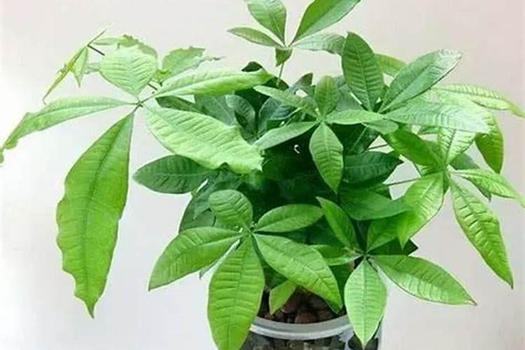 发财树可以施磷肥吗