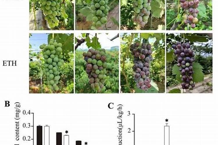西瓜促进果实生长用哪种肥料？西瓜膨果防裂增甜专用叶面肥？