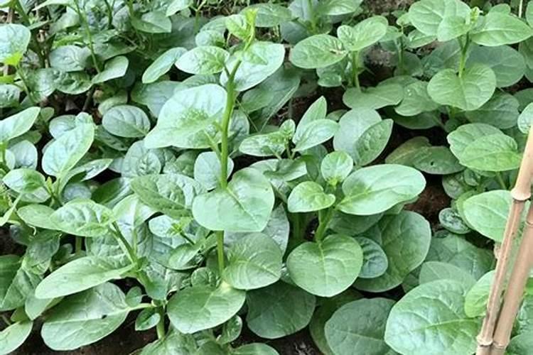 提高木耳菜产量需要掌握的科学种植方法有哪些？