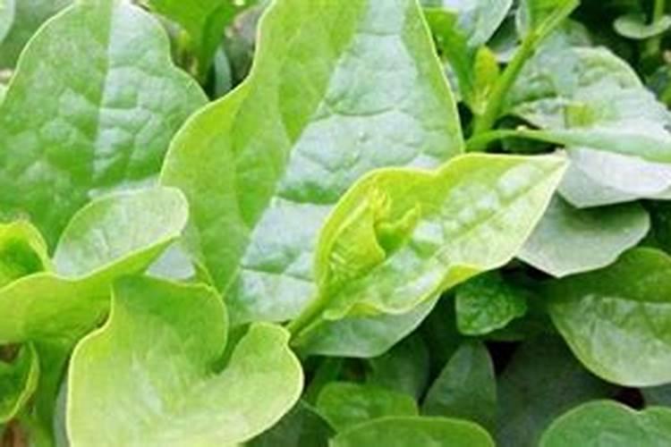 ...让枯枝树叶腐烂？在空旷地方如何培育这种菌？