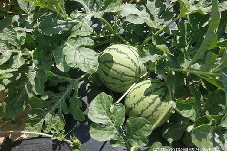 西瓜大又甜用什么肥料最好