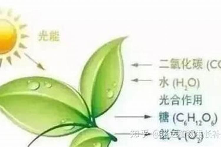 绿萝用什么叶面肥好