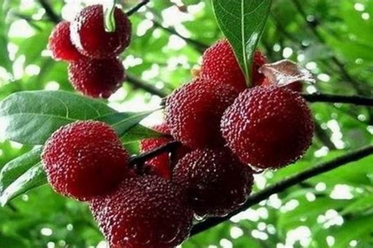 杨梅枝腐病是杨梅主要病害,杨梅枝腐病发生特点有哪些？