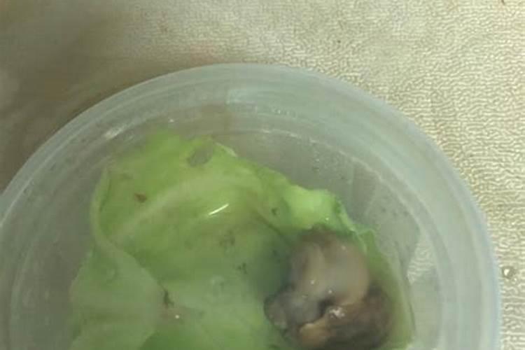 营养液注意问题