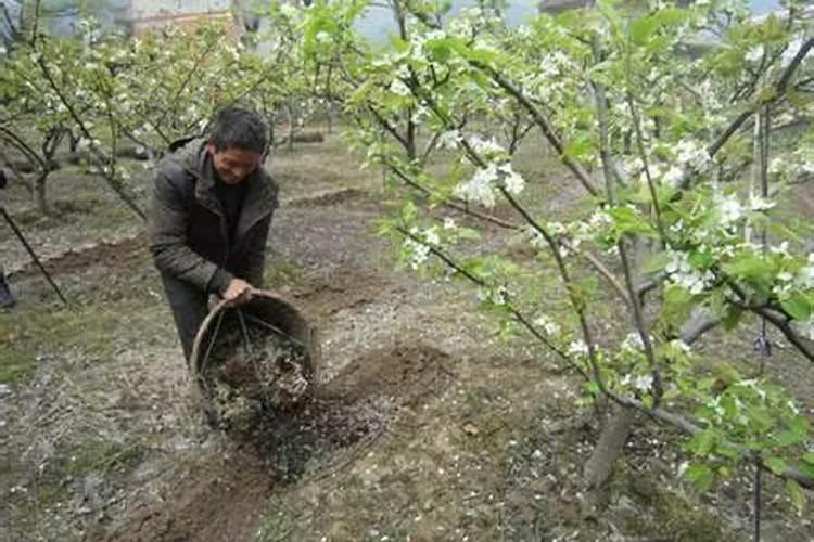 冬天可以种植梨树吗 怎么种