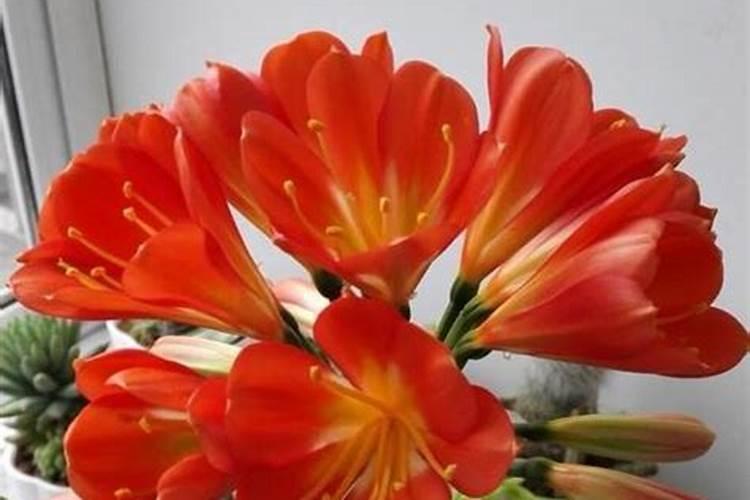 学会给君子兰这样施肥,让其枝繁叶茂,花开爆盆