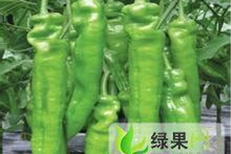 辣椒施肥,要哪种肥比较好