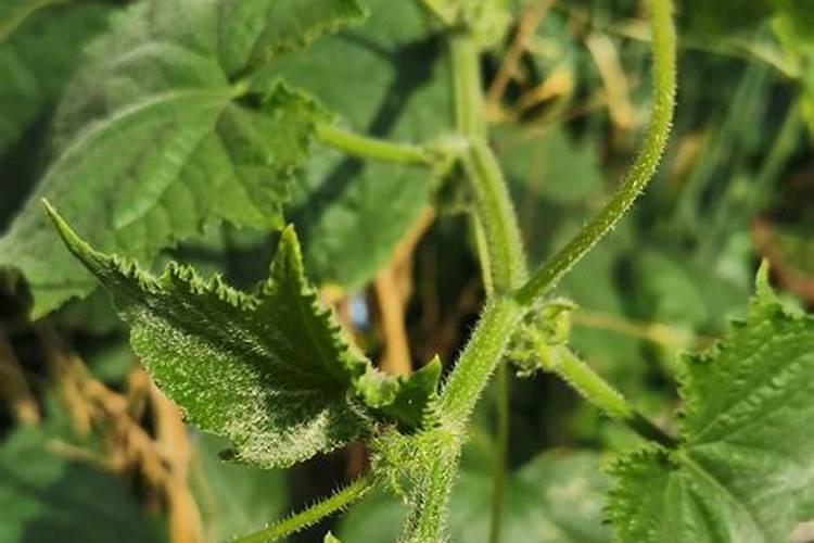 有没有大神,专家帮我看看这黄瓜秧怎么没有头了,有没有什么好的建议