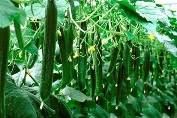 请问老师黄瓜尖头浇什么肥料？