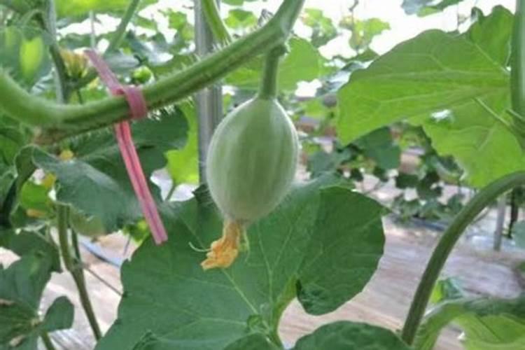 网纹瓜在北方不扣大棚田间能种植吗