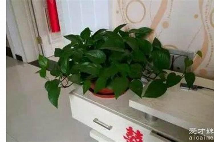 绿萝怎么养才能更旺盛用什么肥料