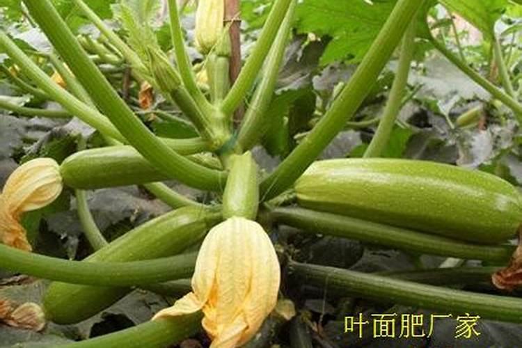 黄瓜含多少锌？
