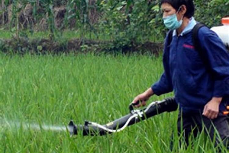 玉米打药后几小时下雨不怕 什么时候打药打几遍药