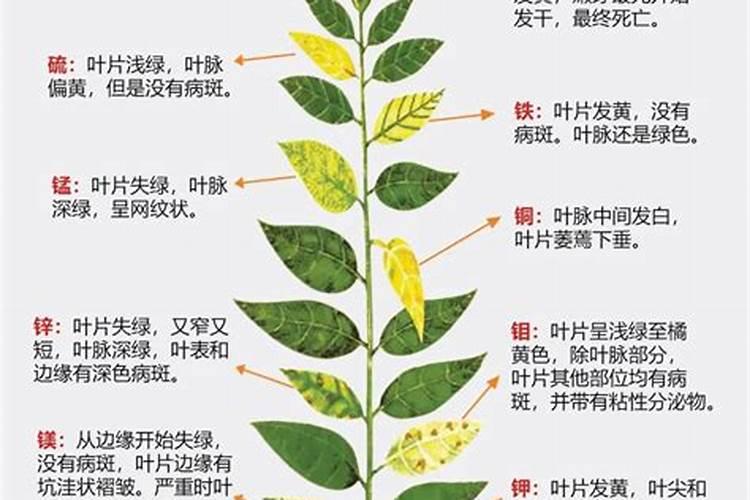 花椒树施什么肥较佳