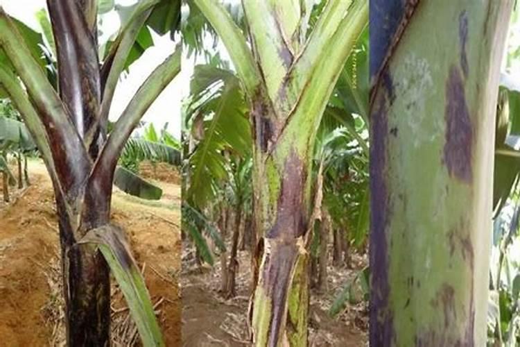 香蕉树用什么肥料最好