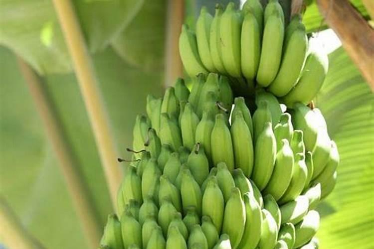 香蕉树如何施肥？香蕉树施什么肥效果好？(附施肥技术)