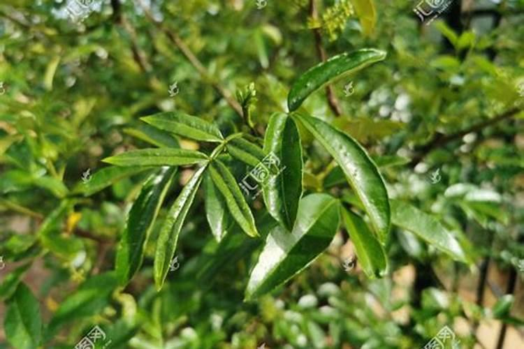 一年花椒树怎么使用尿素叶面肥