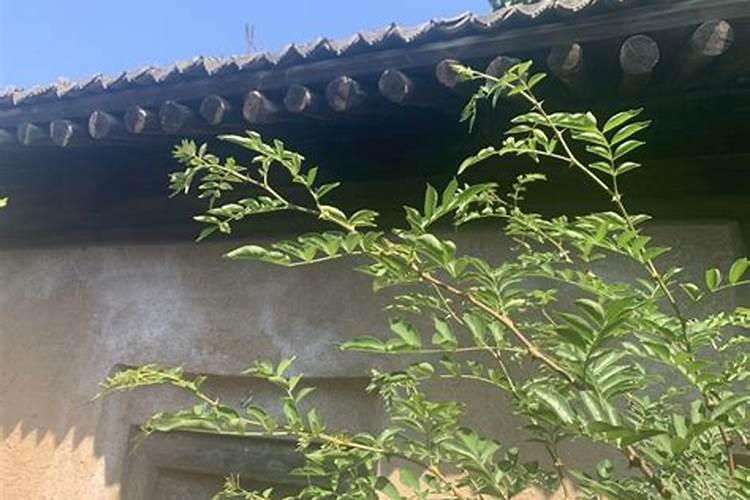 花椒树幼苗能施叶面肥吗